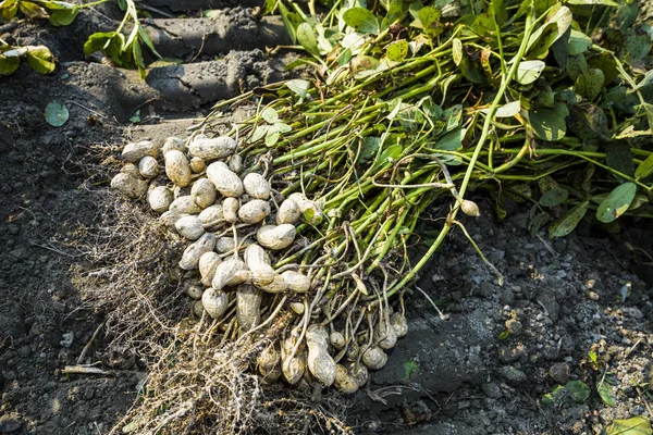 Yerden çıkarılan yer fıstığı yığını. Yunlin County, Tayvan 'da.