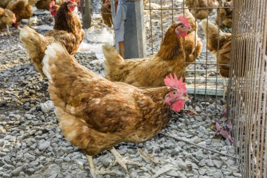 Geleneksel tavuk çiftliğinde tavuklar