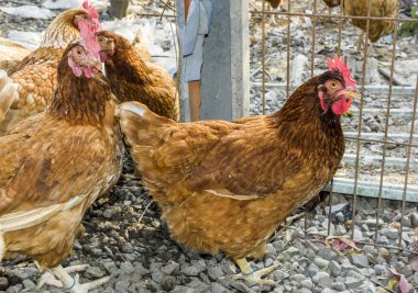 Geleneksel tavuk çiftliğinde tavuklar