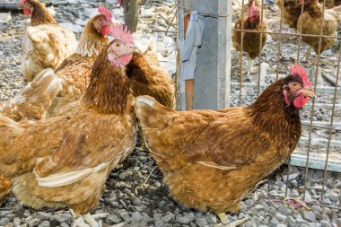 Geleneksel tavuk çiftliğinde tavuklar