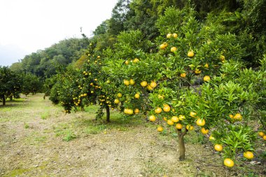 Tayvan, Taichung 'daki ağaçta birçok olgun portakal yetişir..
