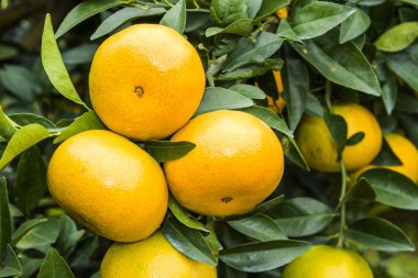 Taichung, Tayvan 'daki portakal ağacının meyvelerini yakın plan çek..