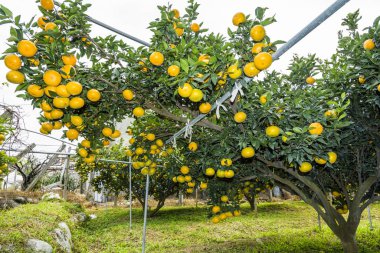 Taichung, Tayvan 'daki portakal ağacının meyvelerini yakın plan çek..