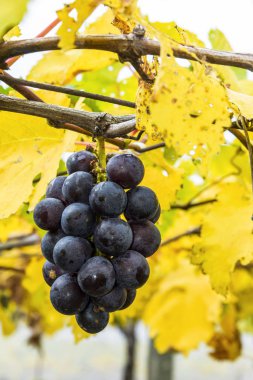 Miaoli, Tayvan üzüm bağında olgunlaşmış üzümler..