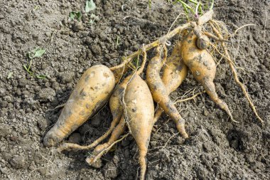 Çiftçi Tayvan 'daki çiftlikte patates topluyor..