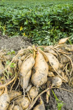 Çiftçi Tayvan 'daki çiftlikte patates topluyor..