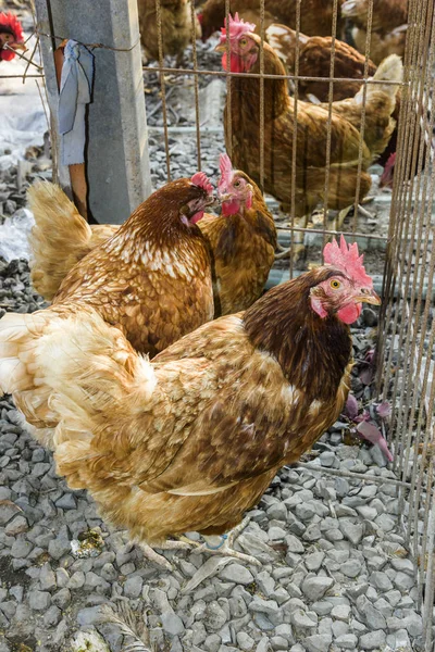 Geleneksel tavuk çiftliğinde tavuklar