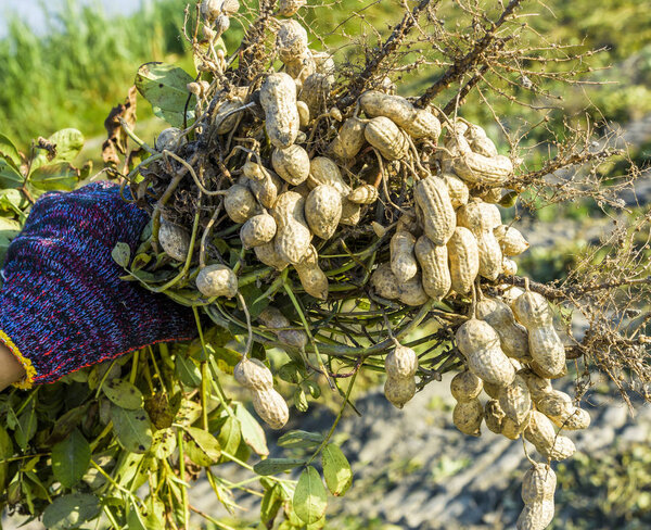 farmer is holding a bunch of peanuts in front of the farm background. in Yunlin County, Taiwan.