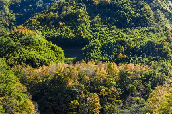 Herbst Der Schöne Grüne Wald Den Bergen Taiwans — Stockfoto