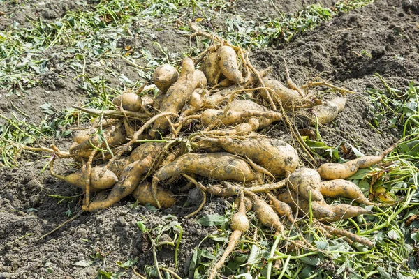 Agricultor Cosechando Batata Granja Taiwán — Foto de Stock