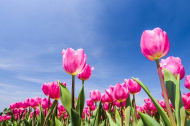 Mavi arkaplanı olan güzel lale çiçeğinin alçak açılı görüntüsü.