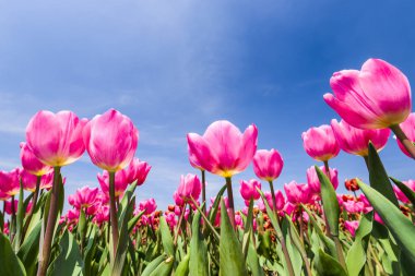 Mavi arkaplanı olan güzel lale çiçeğinin alçak açılı görüntüsü.