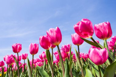 Mavi arkaplanı olan güzel lale çiçeğinin alçak açılı görüntüsü.