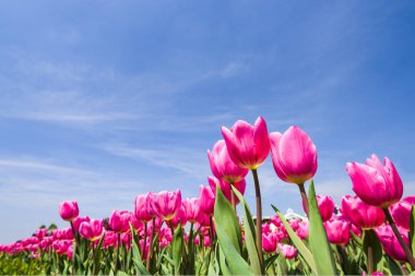 Mavi arkaplanı olan güzel lale çiçeğinin alçak açılı görüntüsü.