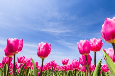 Mavi arkaplanı olan güzel lale çiçeğinin alçak açılı görüntüsü.