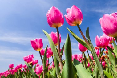 Mavi arkaplanı olan güzel lale çiçeğinin alçak açılı görüntüsü.