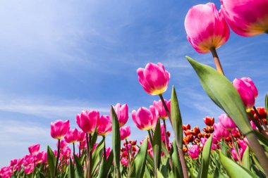 Mavi arkaplanı olan güzel lale çiçeğinin alçak açılı görüntüsü.