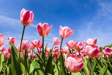 Mavi arkaplanı olan güzel lale çiçeğinin alçak açılı görüntüsü.