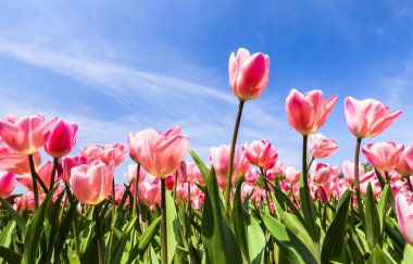 Mavi arkaplanı olan güzel lale çiçeğinin alçak açılı görüntüsü.