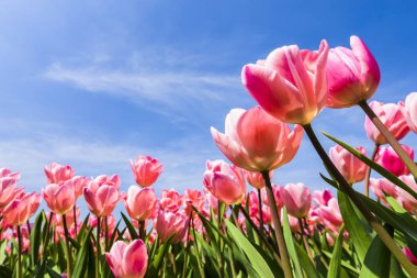 Mavi arkaplanı olan güzel lale çiçeğinin alçak açılı görüntüsü.