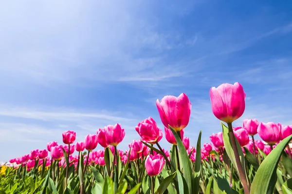 Mavi arkaplanı olan güzel lale çiçeğinin alçak açılı görüntüsü.