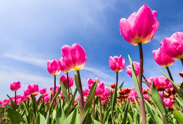 Mavi arkaplanı olan güzel laleler.