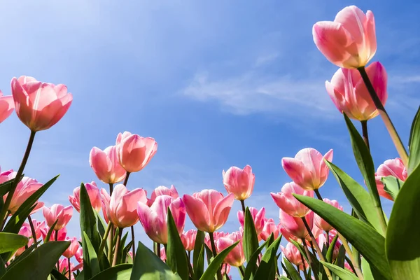 Mavi arkaplanı olan güzel laleler.