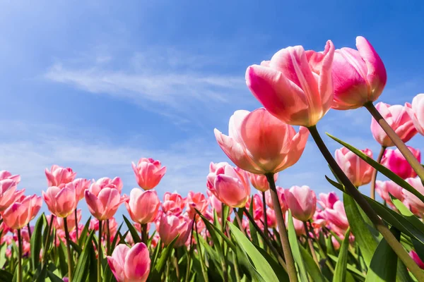 Mavi arkaplanı olan güzel lale çiçeğinin alçak açılı görüntüsü.