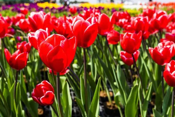 Bahçede büyüyen güzel lalelerin yakın çekimi.