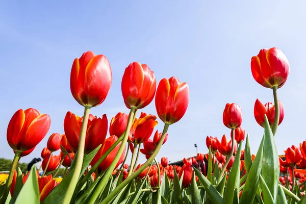 Mavi arkaplanı olan güzel laleler.