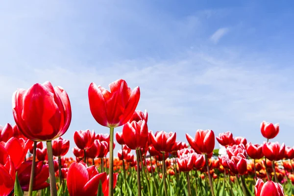 Mavi arkaplanı olan güzel laleler.