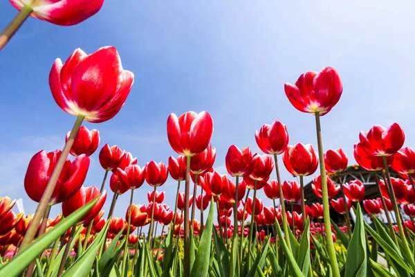 Mavi arkaplanı olan güzel laleler.