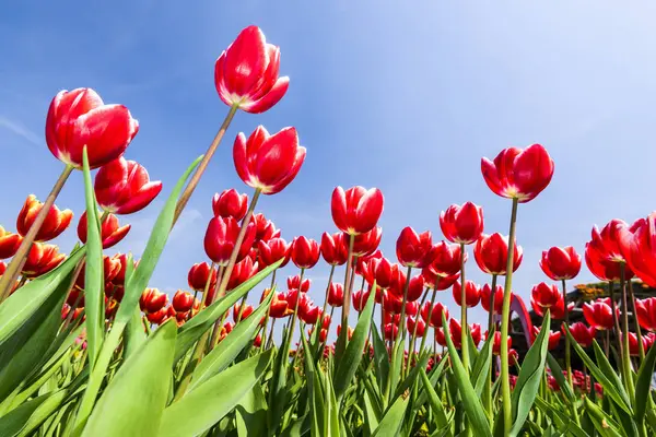 Mavi arkaplanı olan güzel lale çiçeğinin alçak açılı görüntüsü.