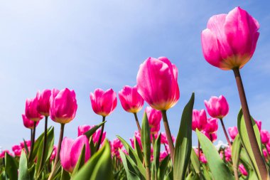 Mavi arkaplanı olan güzel laleler.