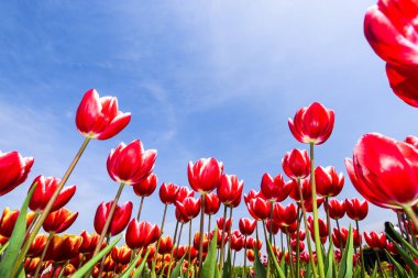 Mavi arkaplanı olan güzel lale çiçeğinin alçak açılı görüntüsü.