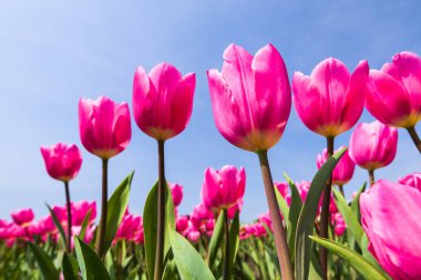 Mavi arkaplanı olan güzel laleler.