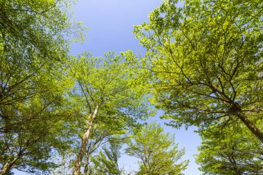Mavi arkaplanı olan büyük ağaçların alçak açılı görünümü
