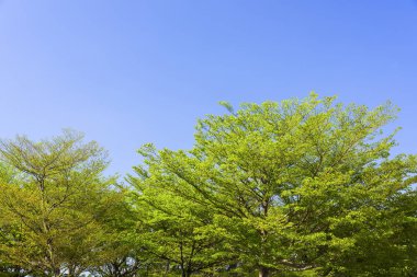 Mavi gökyüzü arkaplanlı yeşil ağaçların düşük açılı görüntüsü