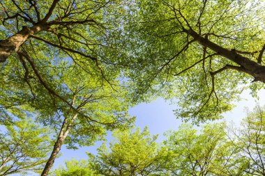 Arkaplan olarak mavi gökyüzü olan yemyeşil ağaçlar
