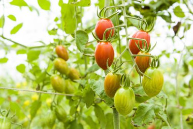 Organik çiftlikteki ağaçlara asılı taze domates dalıyla..