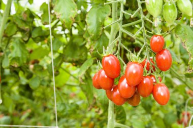 Yakın çekim olgun kiraz domatesleri yakında Tayvan 'daki çiftlikte hasat olacak..