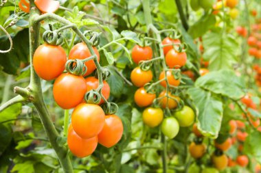 Organik çiftlikteki ağaçlara asılı taze domates dalıyla..