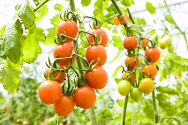 Organik çiftlikteki ağaçlara asılı taze domates dalıyla..