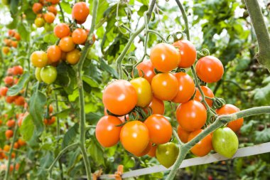 Organik çiftlikteki ağaçlara asılı taze domates dalıyla..
