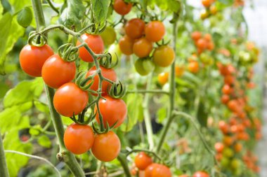 Organik çiftlikteki ağaçlara asılı taze domates dalıyla..