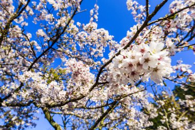 Chiayi 'li Alishan' da kiraz çiçekleri açıyor. Chiayi, Tayvan 'daki Alishan Orman Dinlenme Alanı.