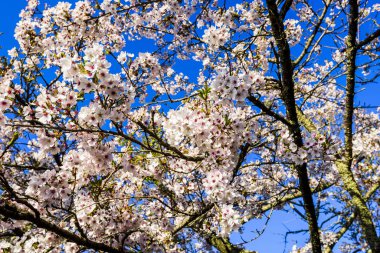 Chiayi 'li Alishan' da kiraz çiçekleri açıyor. Chiayi, Tayvan 'daki Alishan Orman Dinlenme Alanı.
