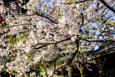 Chiayi 'nin Alishan, Tayvan, Alishan Ormanı, Chiayi, Tayvan' da kiraz çiçekleri açar..