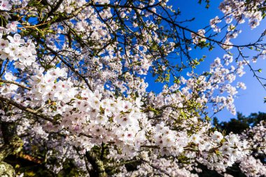 Chiayi 'nin Alishan, Tayvan, Alishan Ormanı, Chiayi, Tayvan' da kiraz çiçekleri açar..