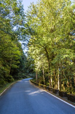 Chiayi, Tayvan 'daki Alishan Orman Dinlenme Alanı' ndaki yeşil ormandan geçen yol..